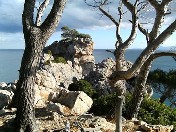 Close-up of tree trunk by sea against sky