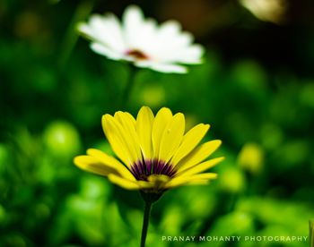 Close-up of yellow flower against blurred background