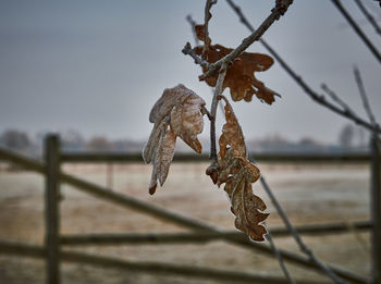 Close-up of leaf against blurred background