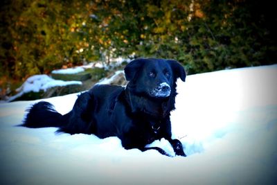 Portrait of dog in snow