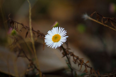 Close-up of white daisy flower