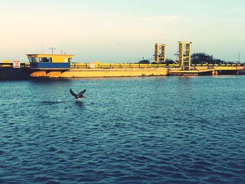 View of birds in sea against sky