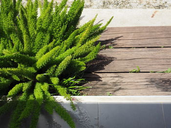 High angle view of potted plant on sidewalk