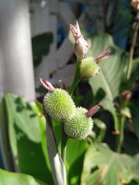 Close-up of tree branch