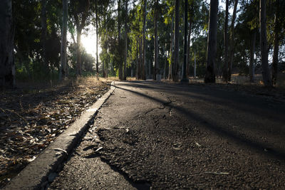 Surface level of road amidst trees in forest