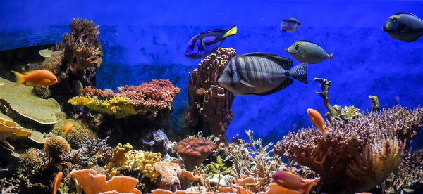 Aquarium of exotic fish swimming