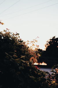 Close-up of flowering plants against clear sky