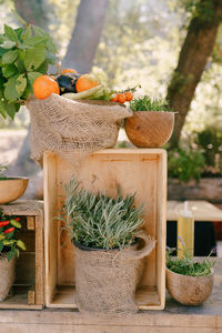 Potted plants in basket