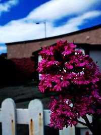 Close-up of pink flowers blooming against sky