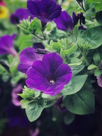 Close-up of purple flowers blooming outdoors