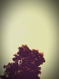 Low angle view of trees against sky