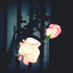 Close-up of pink rose