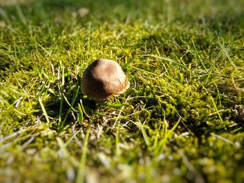 Close-up of mushroom on field