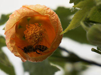 Close-up of insect on flower