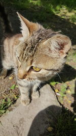 Close-up of cat on field