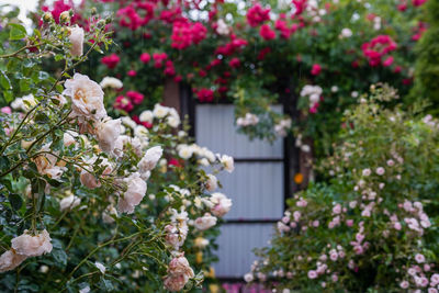 Large hanging rose bush over the metal entrance gate.