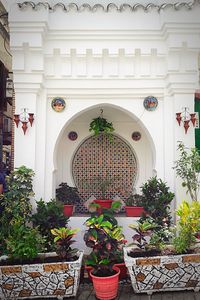 Potted plants in temple