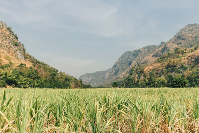 Scenic view of agricultural field against sky