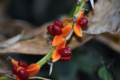 Close-up of red berries growing on tree