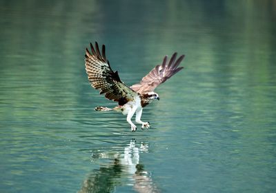 Bird flying over the lake