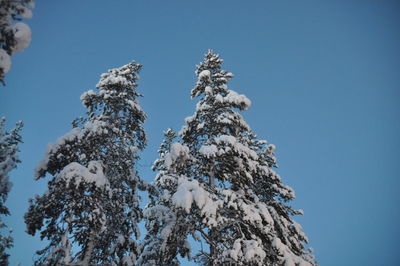 Low angle view of trees against clear blue sky