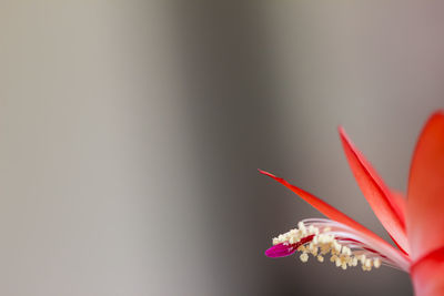 Close-up of flowers against blurred background