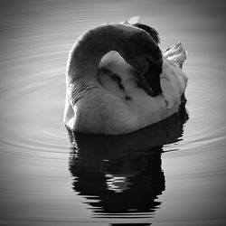 Close-up of swan swimming in lake