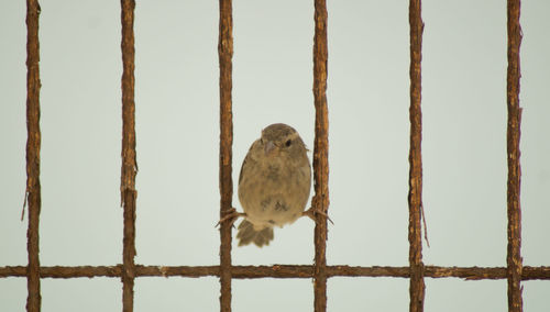 Close-up of bird perching on wood