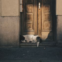 Dog sleeping on doorway