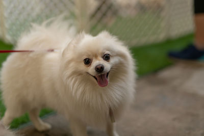 Portrait of white dog