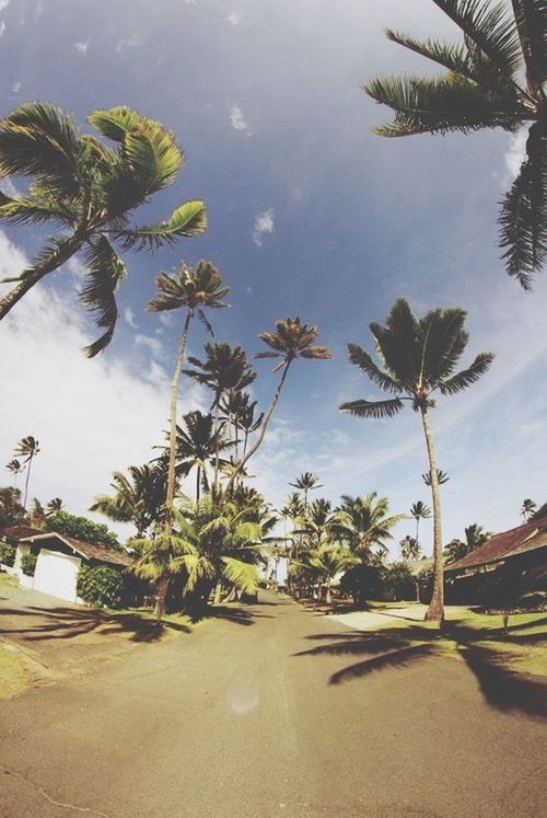 palm tree, tree, sky, growth, road, the way forward, nature, tranquility, street, sunlight, day, outdoors, transportation, green color, cloud - sky, tree trunk, beauty in nature, no people, shadow, cloud