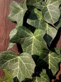 Close-up of green leaves