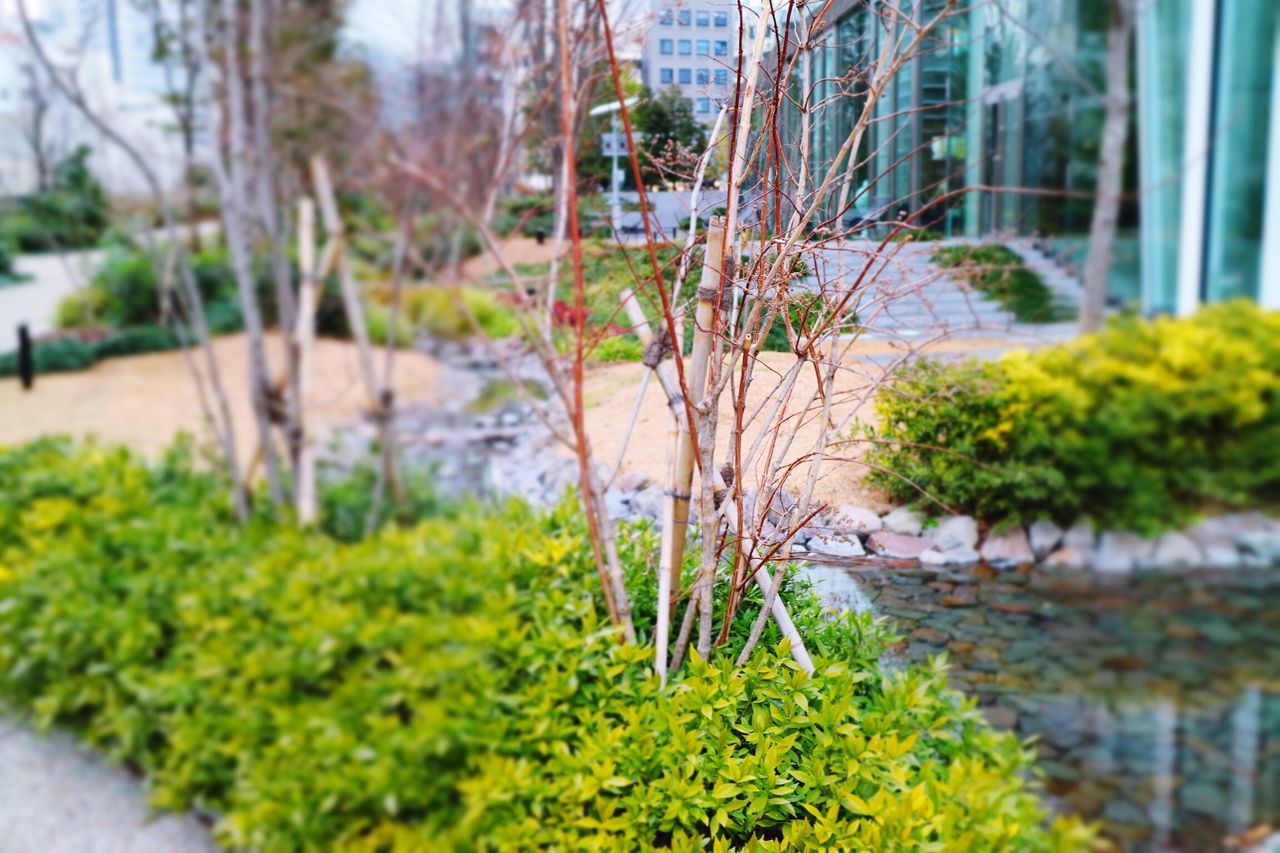 plant, growth, focus on foreground, green color, leaf, water, selective focus, nature, beauty in nature, flower, close-up, growing, fragility, freshness, built structure, day, outdoors, building exterior, green, no people