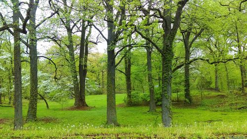 Trees in forest