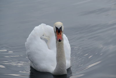 View of swan in lake