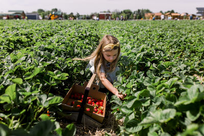 Girl sitting in strawberry field picking berries with a full bucket