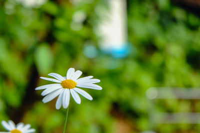 Close-up of white daisy blooming outdoors