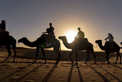 Side view of people sitting on camels in desert during sunset