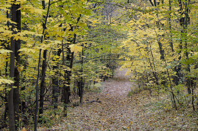 Trees growing in forest