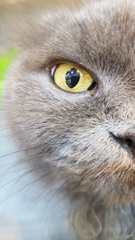 Close-up portrait of a cat