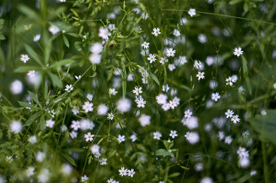 Close-up of white flowering plant