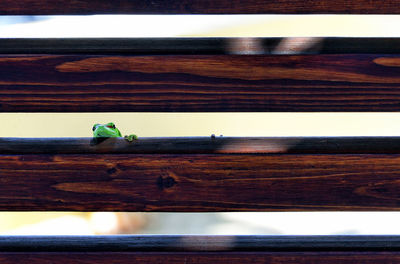 View of bird perching on wooden table