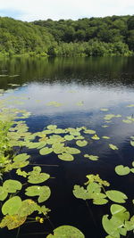 Reflection of trees in lake