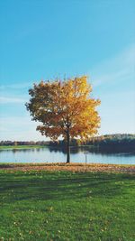 Tree by lake against sky