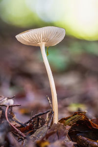 Close-up of mushroom growing outdoors