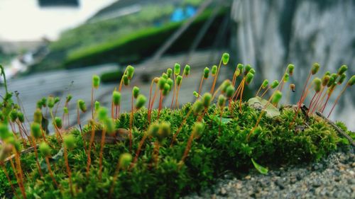 Close-up of moss growing on plant