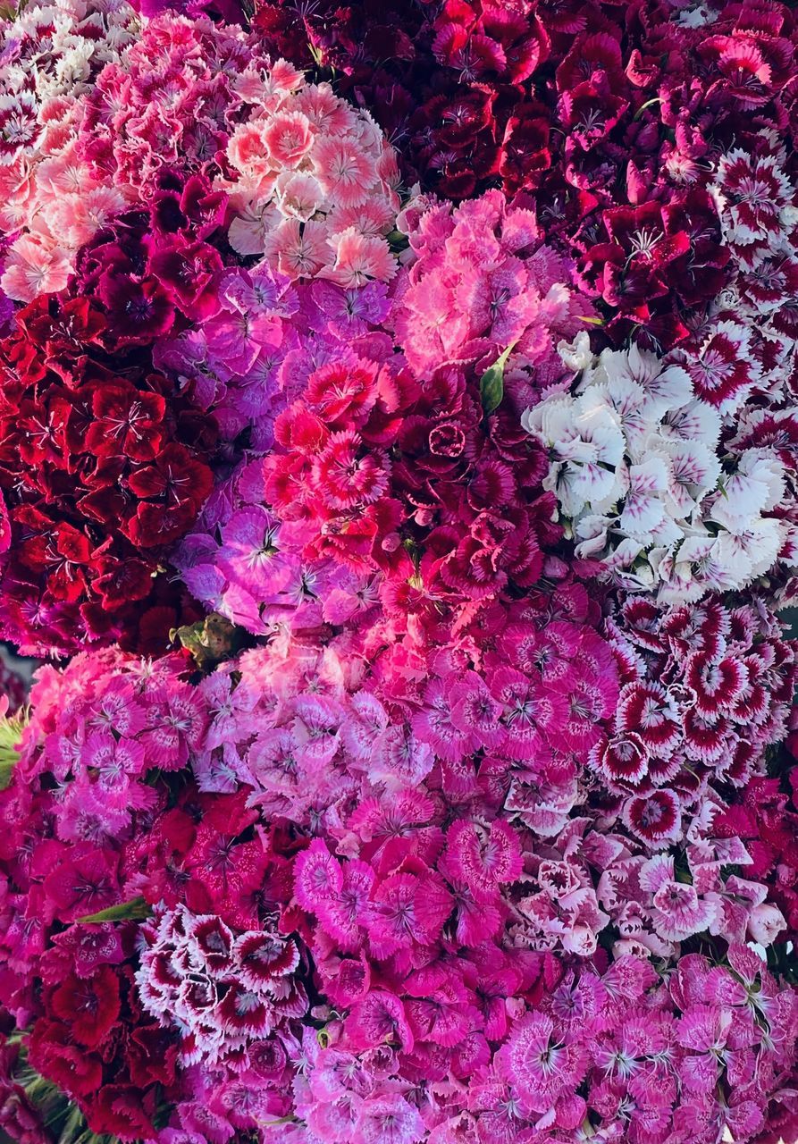 backgrounds, full frame, pink color, flower, flowering plant, freshness, plant, vulnerability, fragility, beauty in nature, petal, nature, abundance, no people, high angle view, close-up, flower head, day, inflorescence, large group of objects, flower arrangement, outdoors, bunch of flowers, bouquet, purple