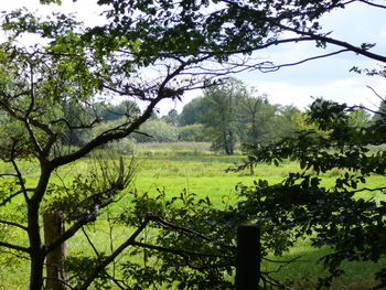 Trees on grassy field