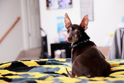 Portrait of chihuahua resting on bed