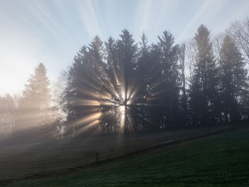 Sunlight streaming through trees on field against sky